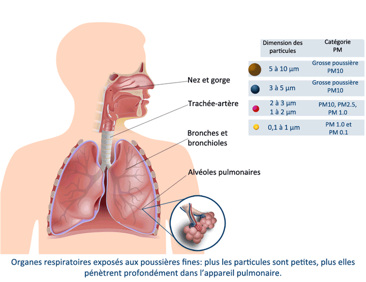 3 effets de la poussière sur les poumons